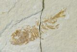 Bargain, Fossil Fish (Mioplosus) - Uncommon Species #138457-2